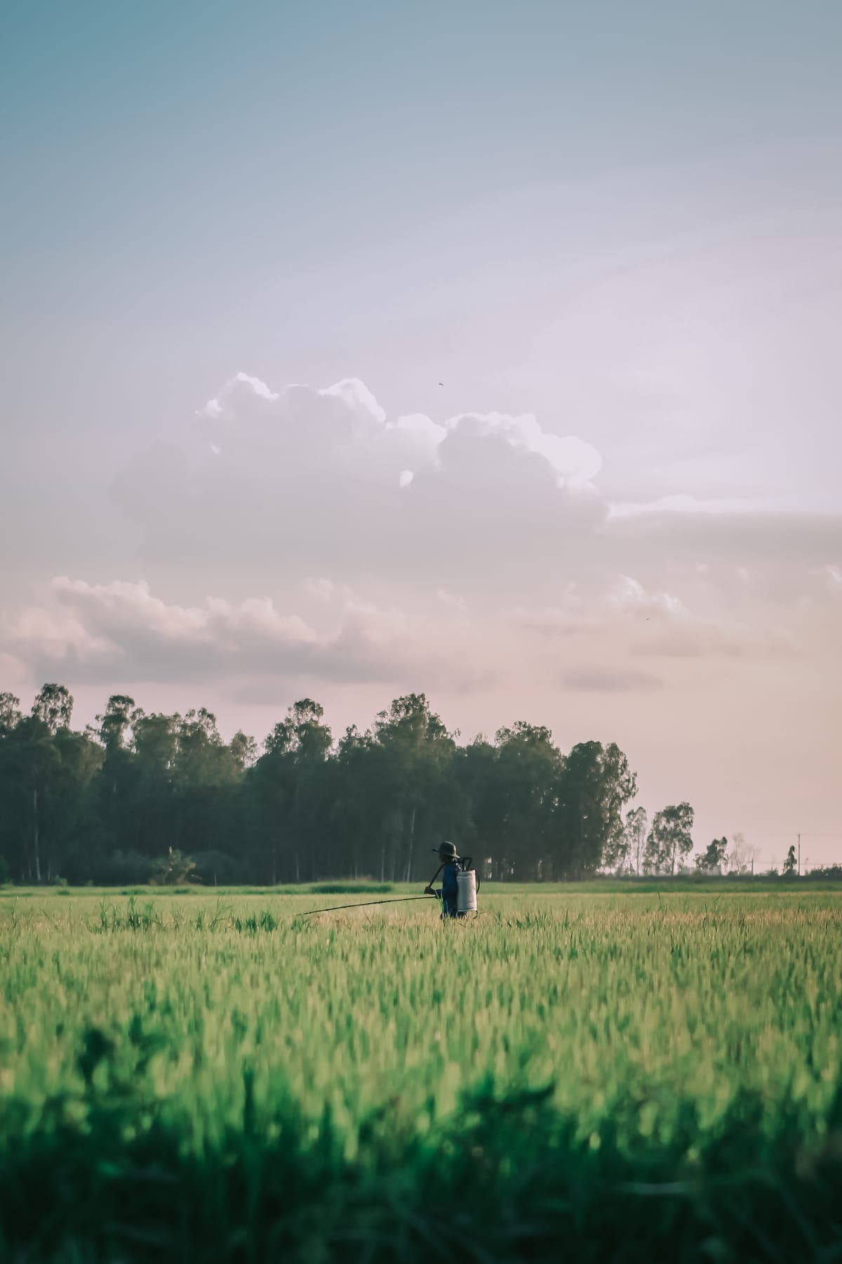 A lone figure standing in a green rice field under a pastel evening sky